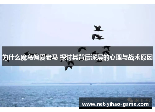 为什么魔鸟偏爱老马 探讨其背后深层的心理与战术原因
